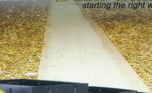 Brood paper laid down the centre of a poultry barn on fresh litter